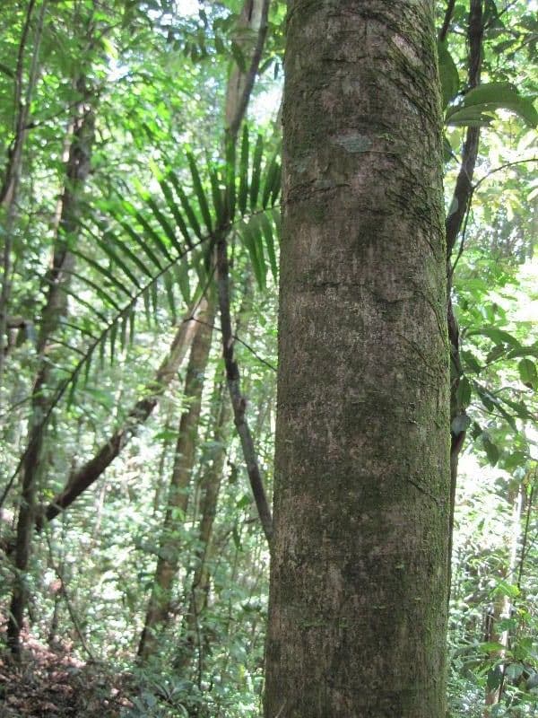 Schefflera