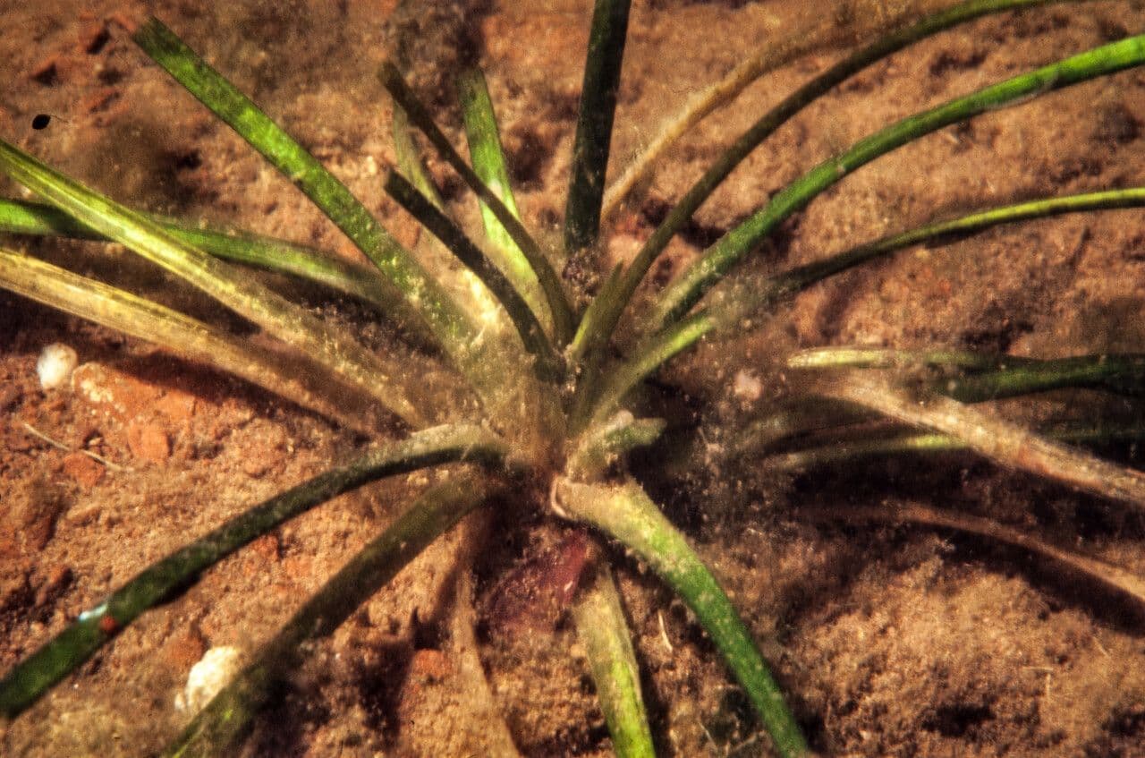 Alisma gramineo 13