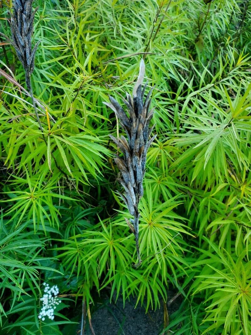 Amsonia