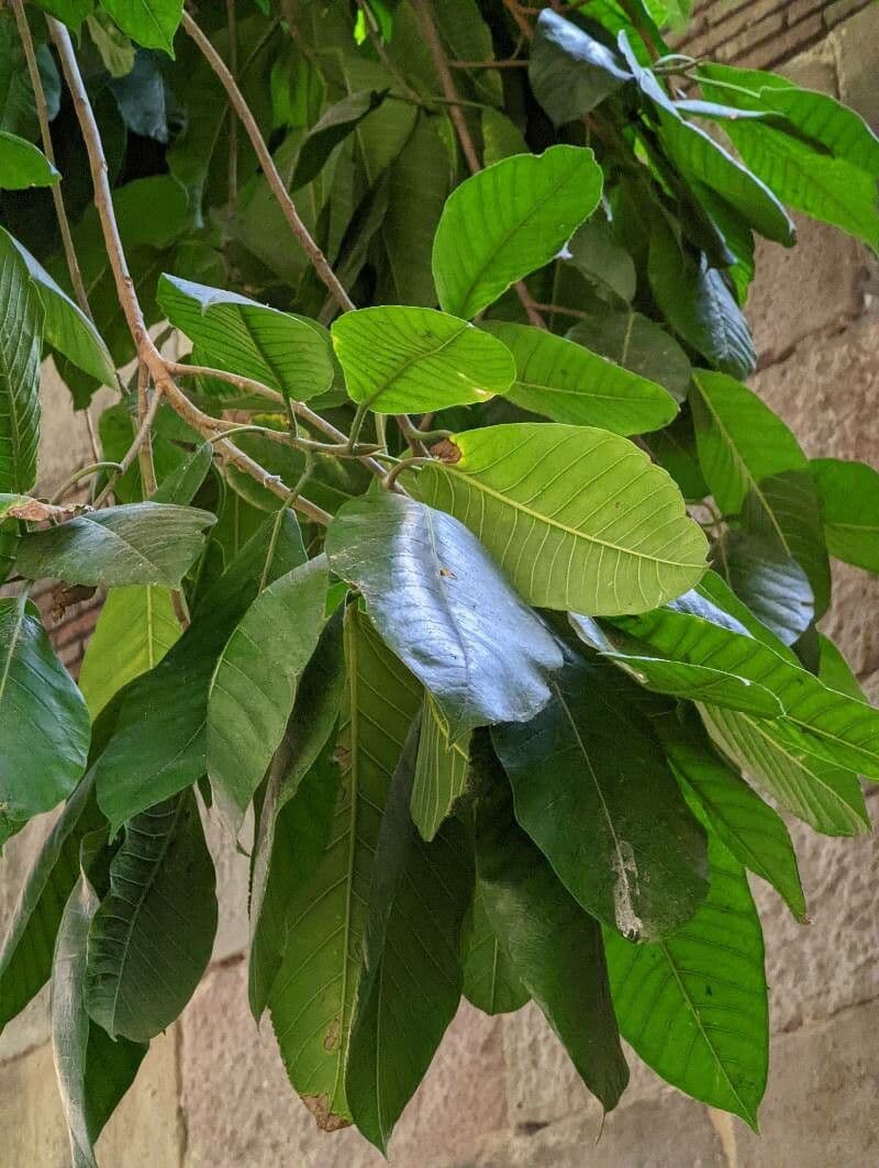 Magnolia 10