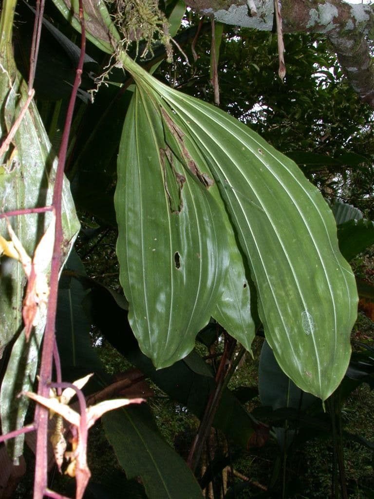 Gongora 13