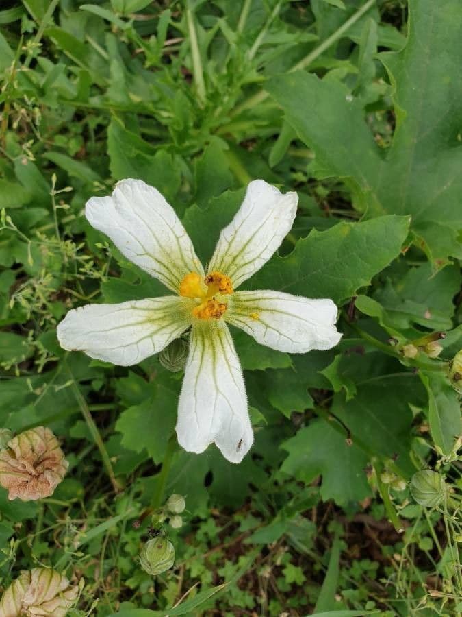 Zucca selvatica 3