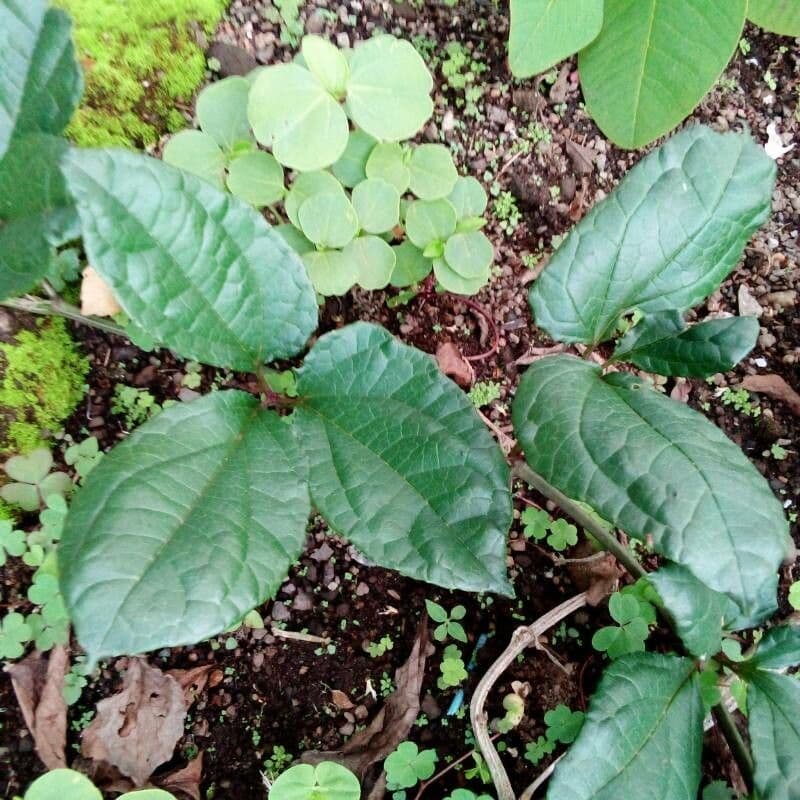 Telfairia 2