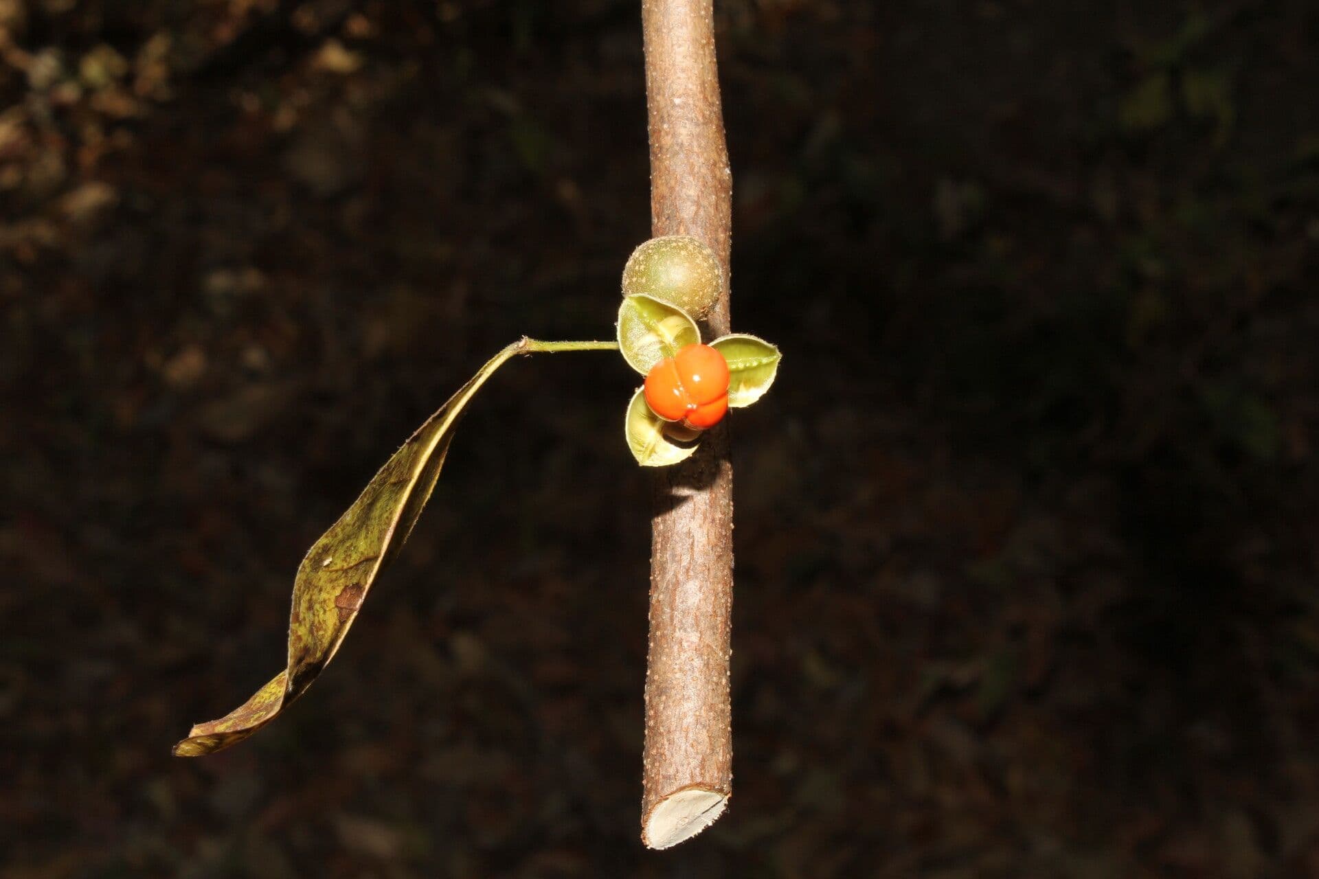 Trichilia 2