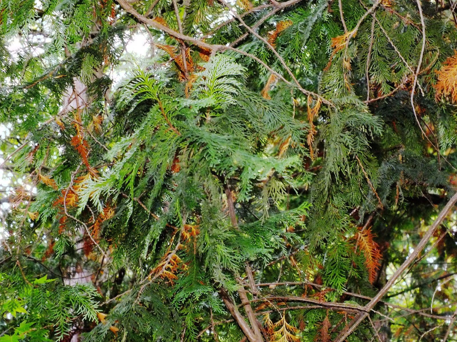 Zerav obrovský 19