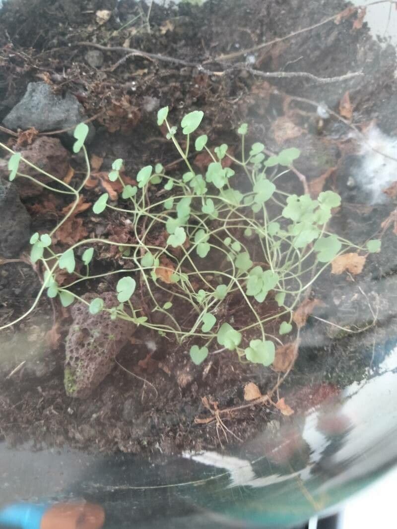 Dichondra a fiore piccolo 10