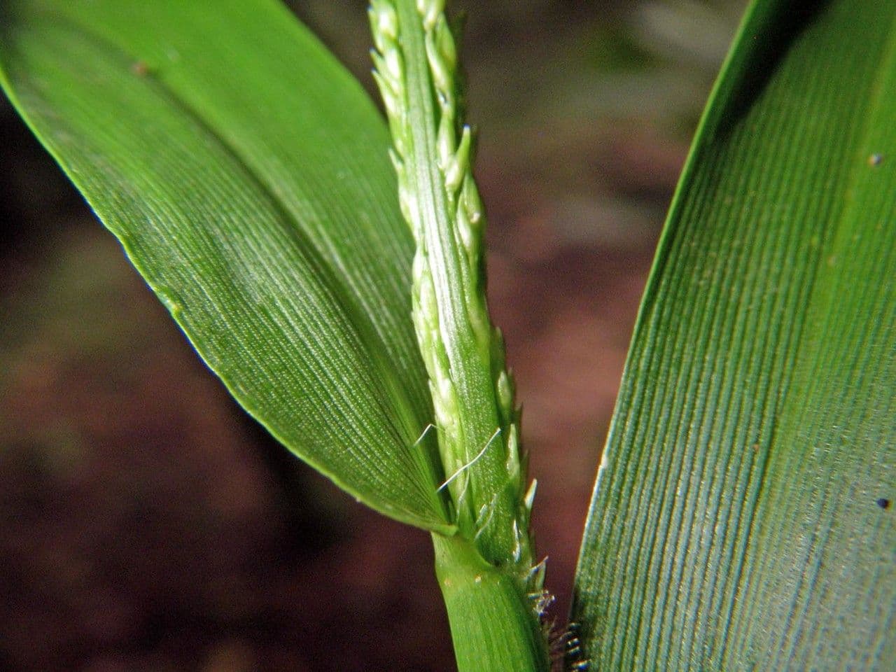 Panicum 4