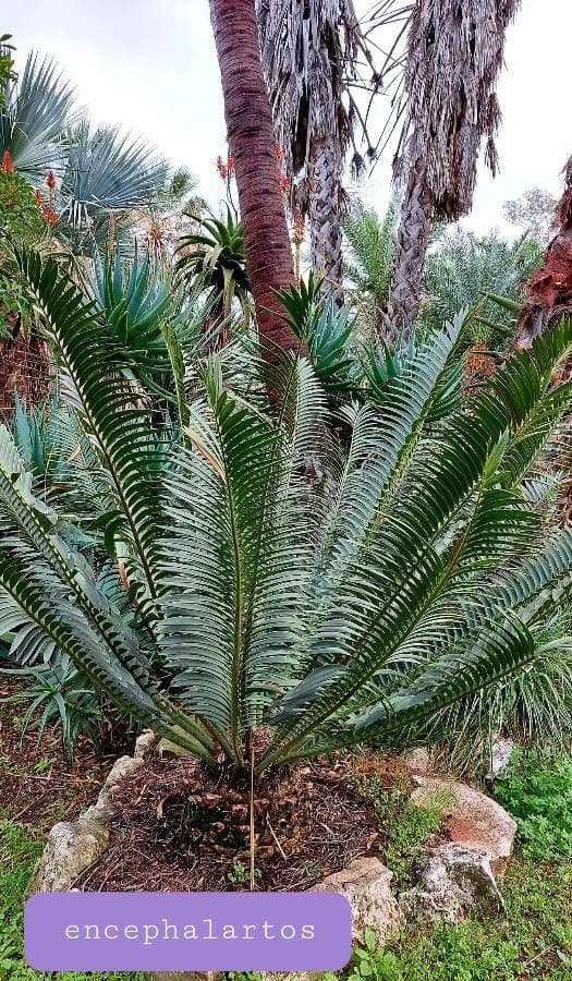 Encephalartos 7
