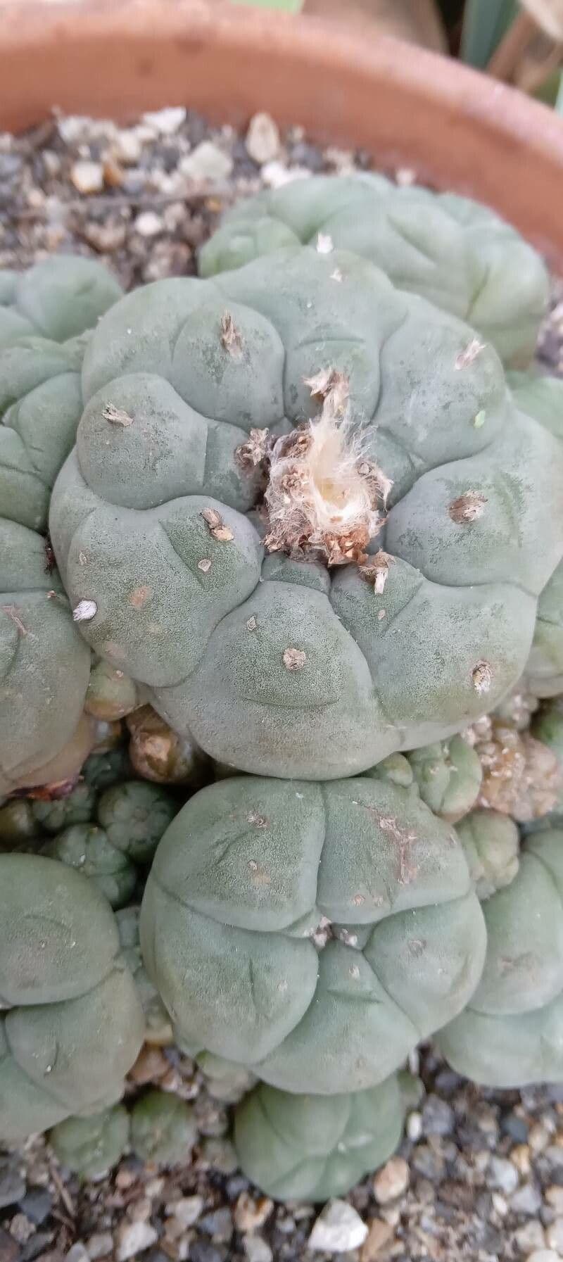Peyote 23