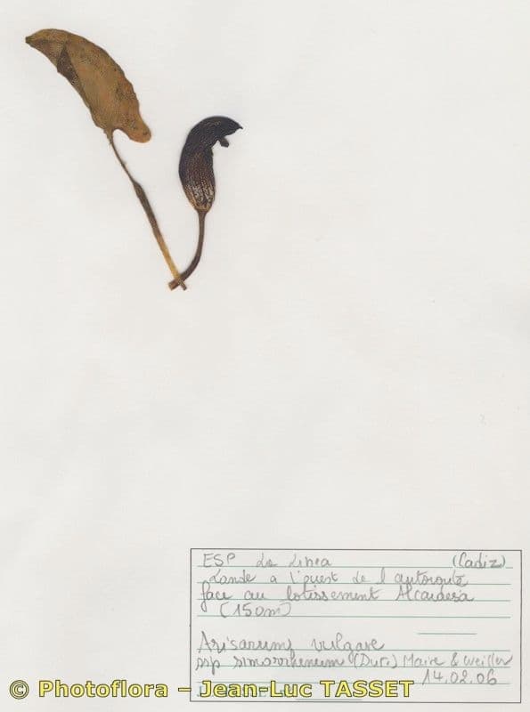 Arisarum 28