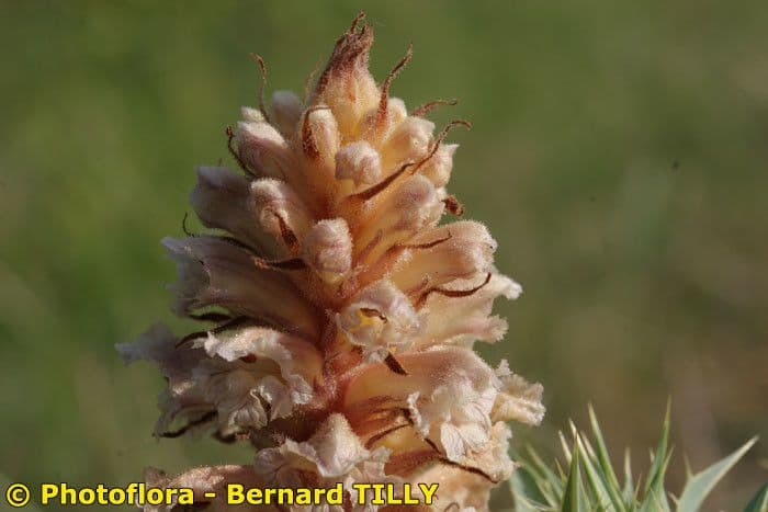 Orobanche amethystea