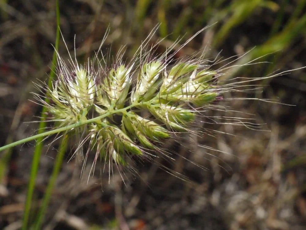 Igel-Kammgras 2