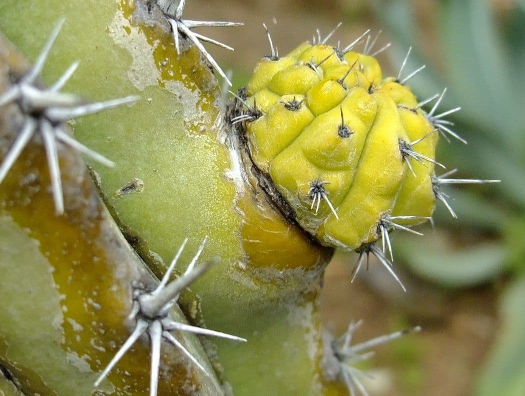 Polaskia 5