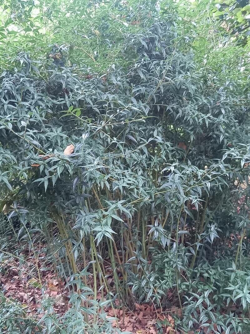 Helwingia himalayana