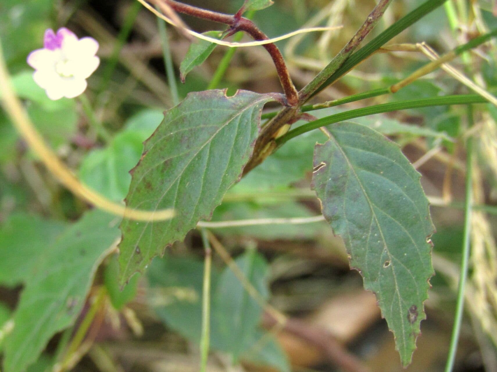 Epilobium lanceolatum 19