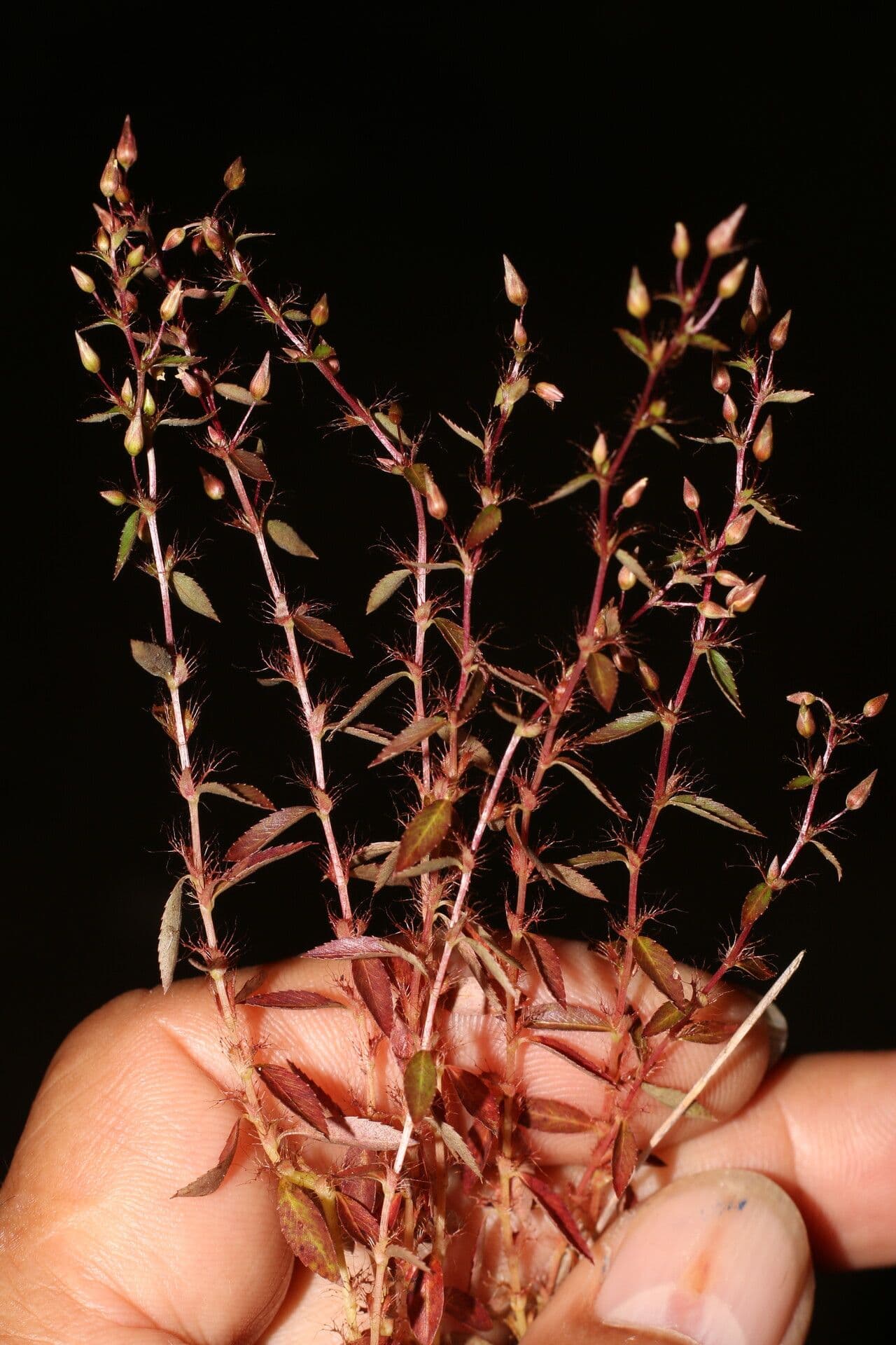 Sauvagesia 9