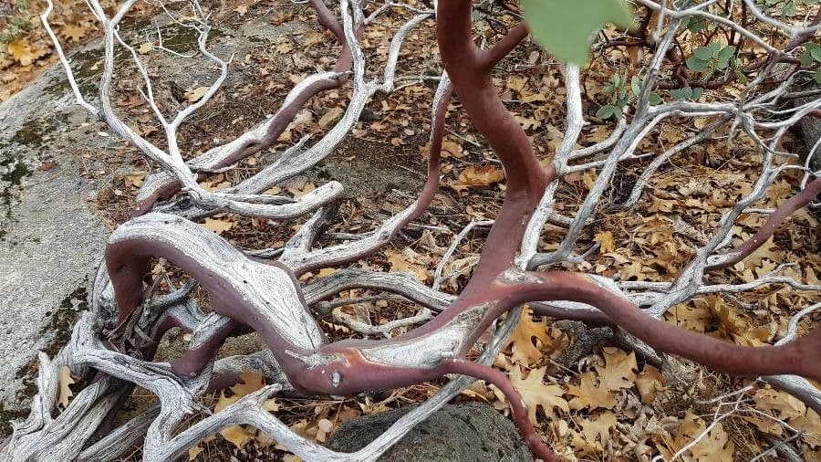 Arbutus patula 21