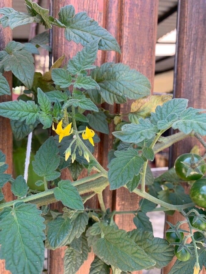 Pomodoro ribes 10