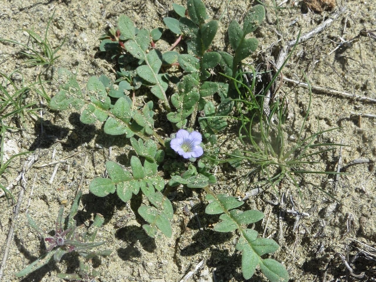 Douglas-Phacelia 10