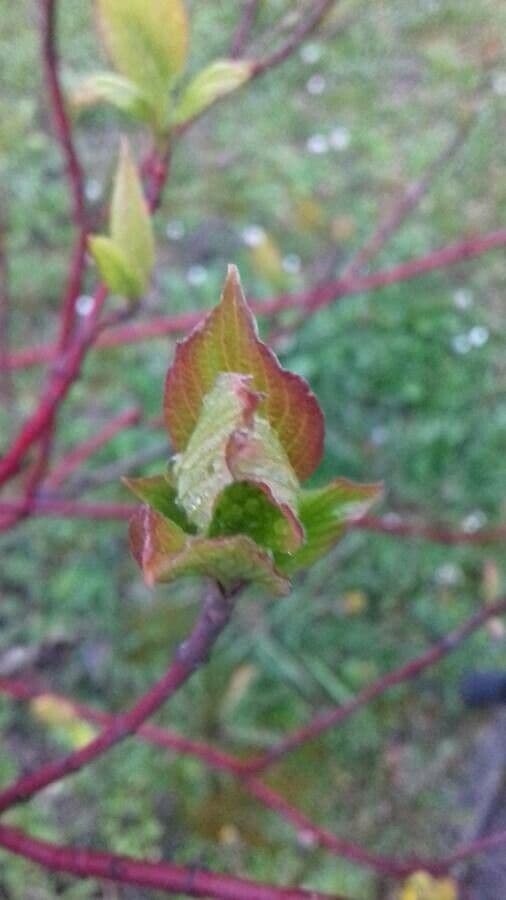 Svída výběžkatá 28