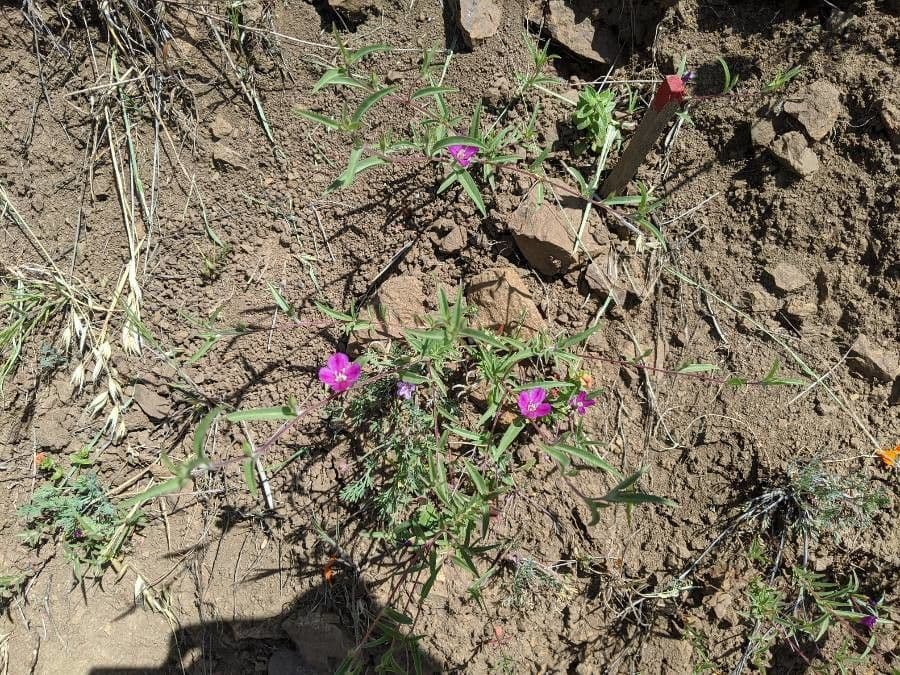 Clarkia purpurea 4