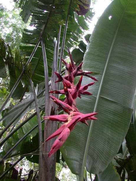 Helikonia brodata 16
