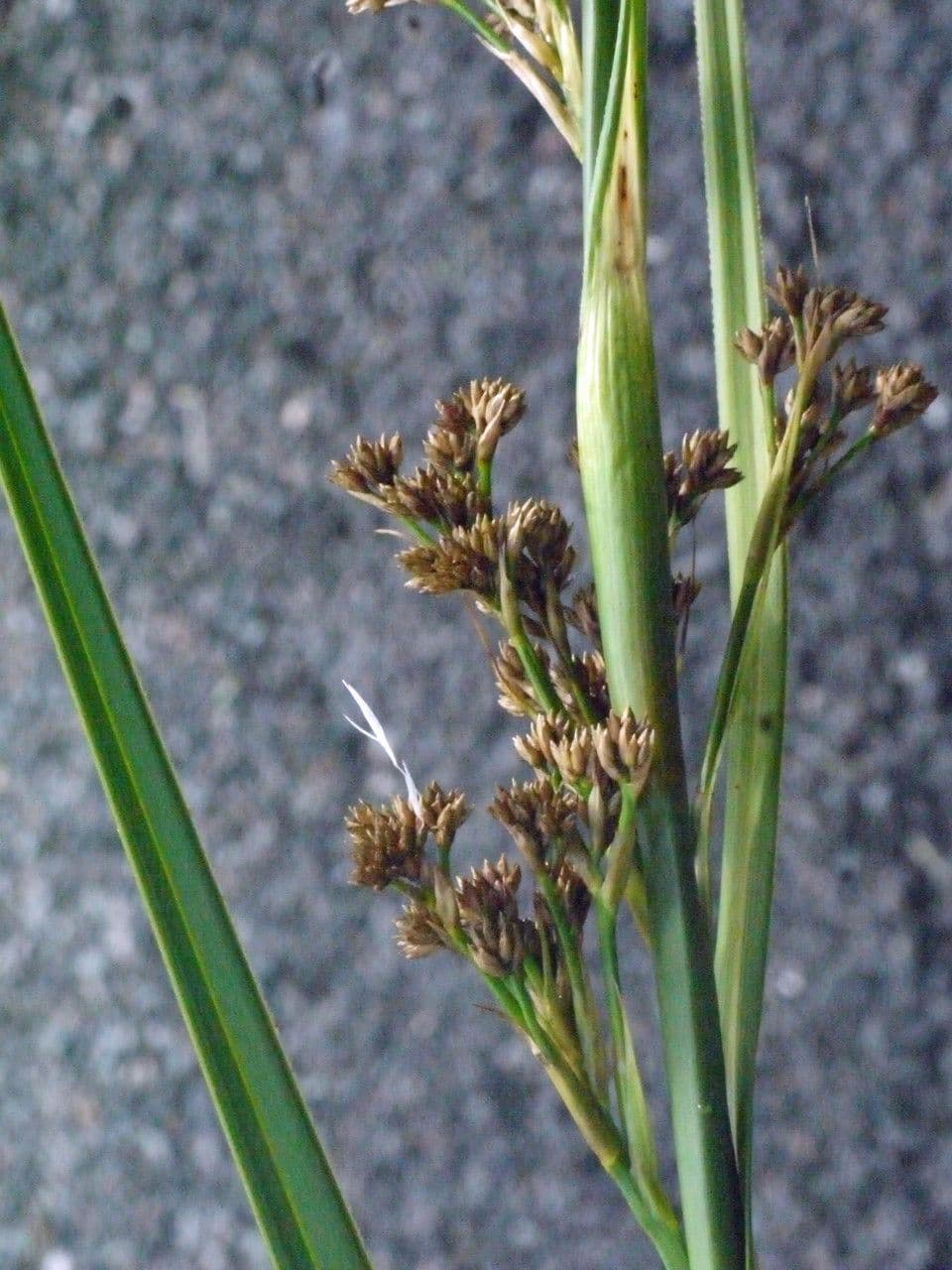 Falasco 3
