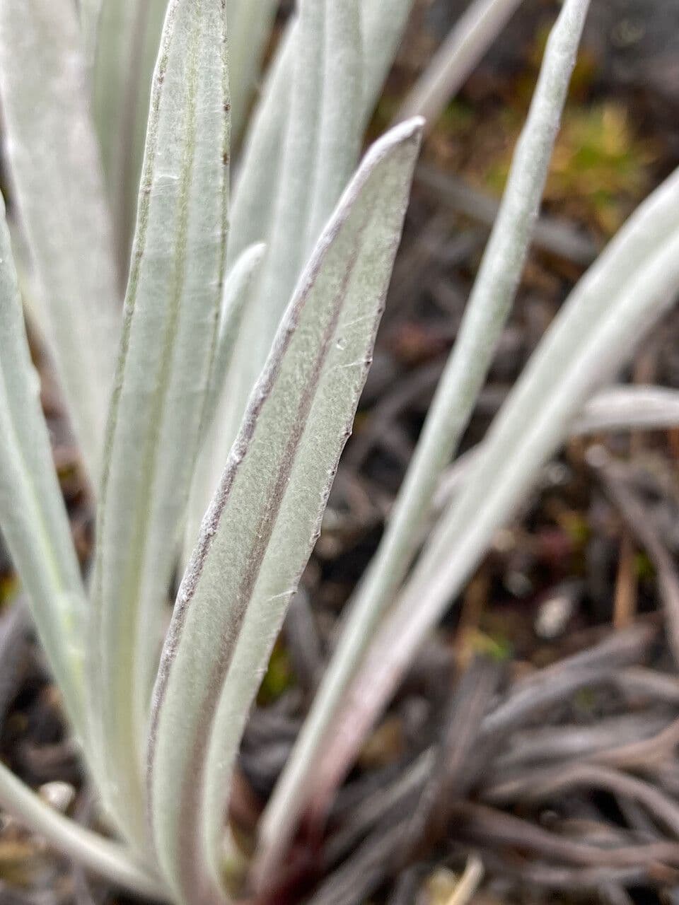 Senecio 20