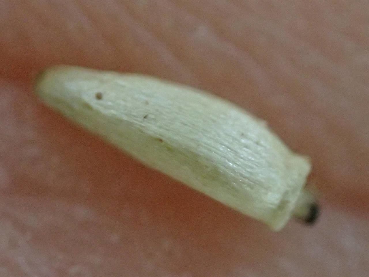 Cardo eterofillo 29