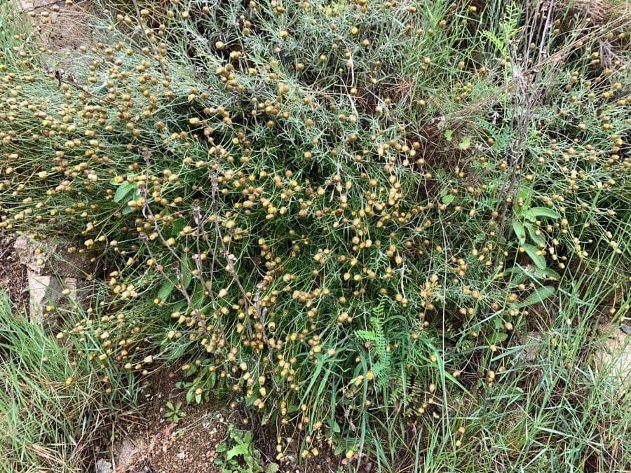 Efedra 6