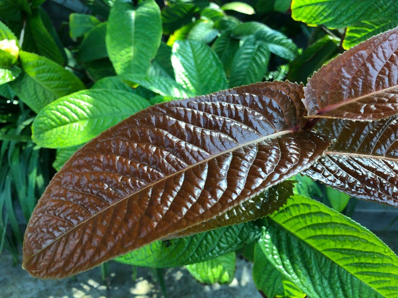 Camelia 11