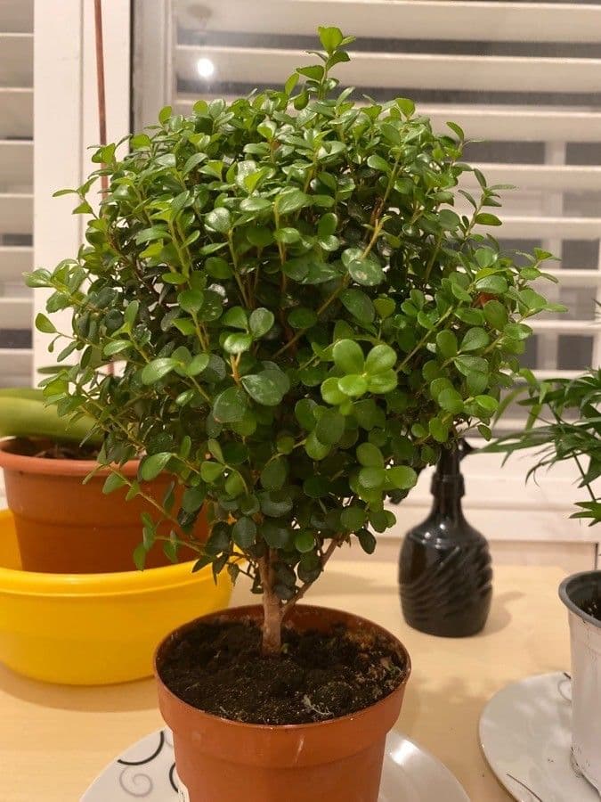 Myrsina africká 13