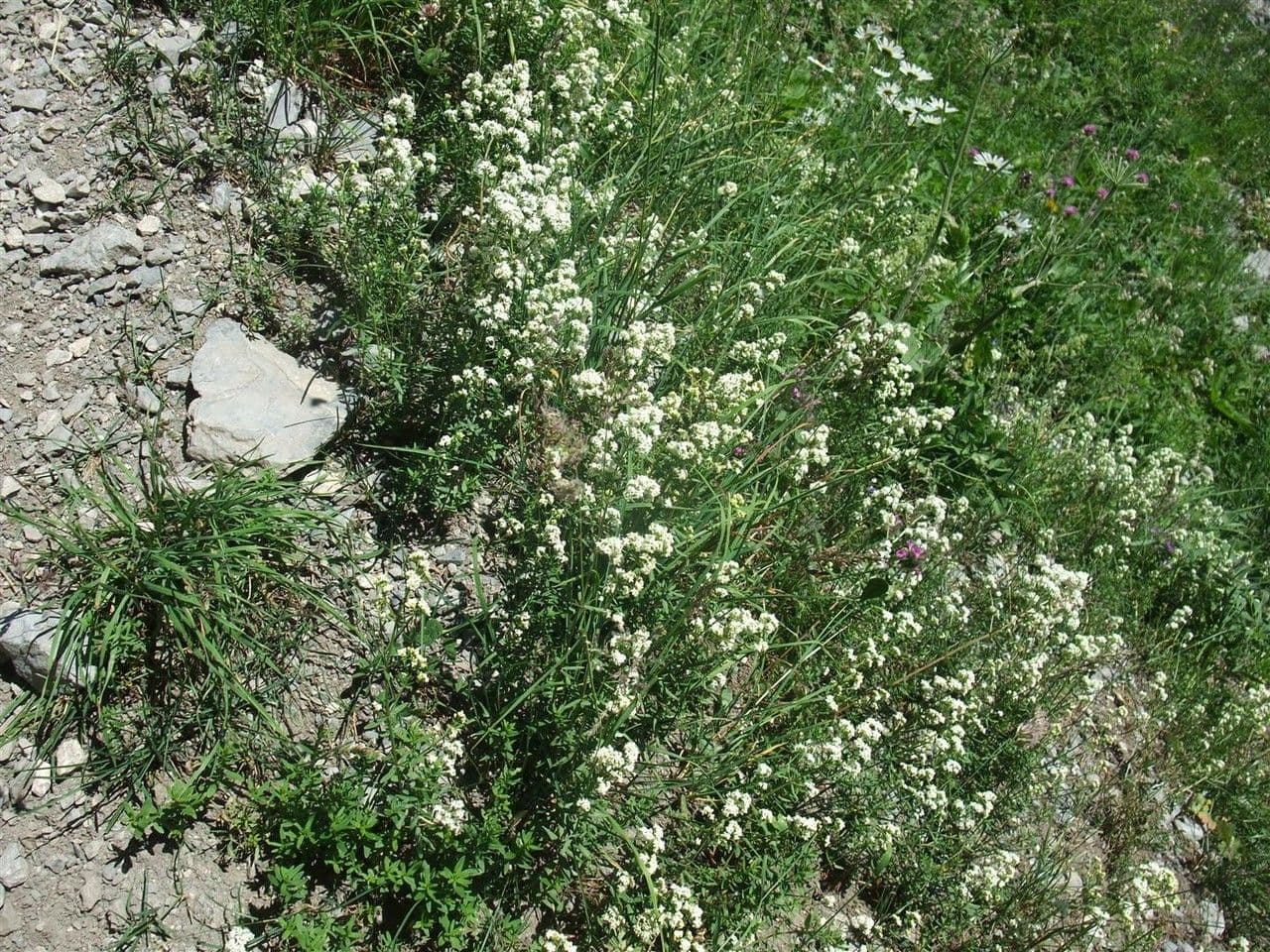 Caglio boreale 10