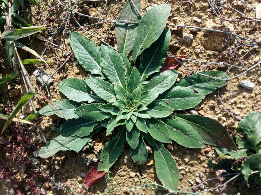 Enagra parviflora 17