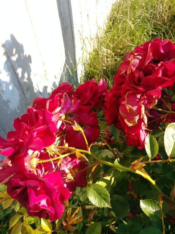 Essigrose 28
