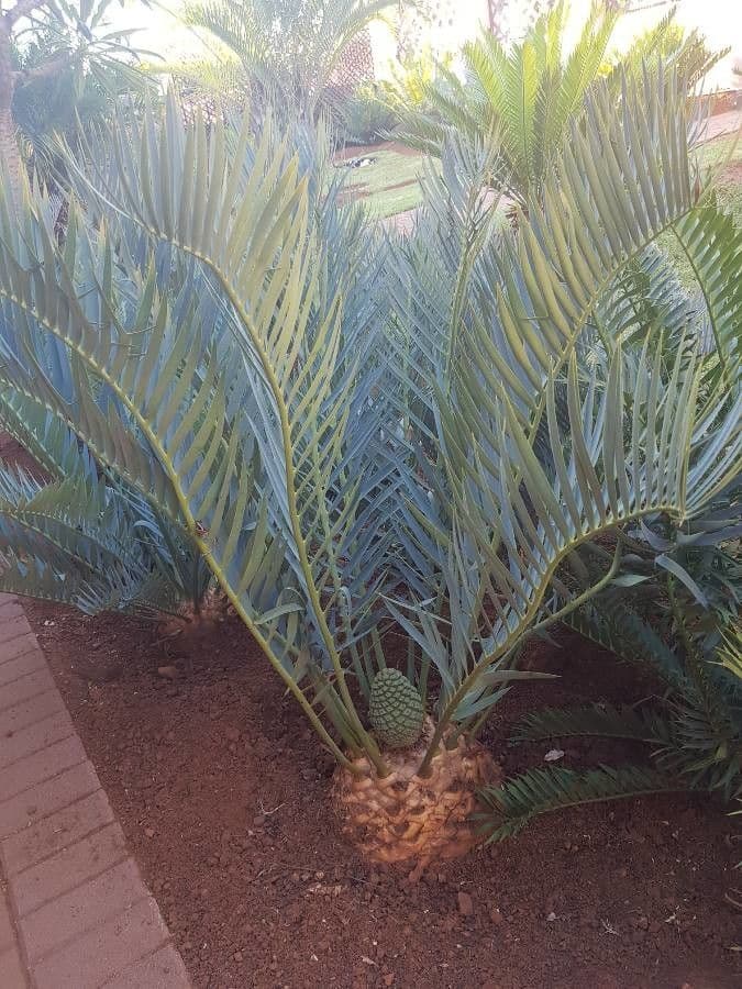 Cycad 7