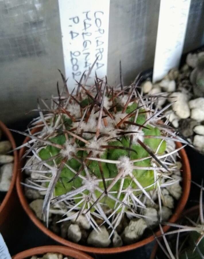 Copiapoa 2