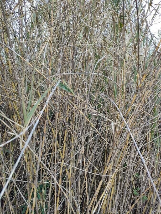 Roseau commun 21