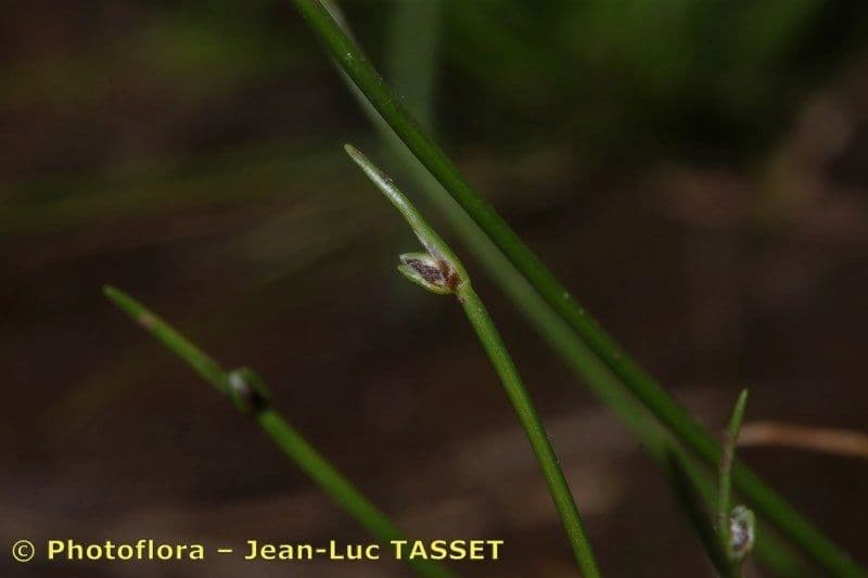 Junco de flor 3