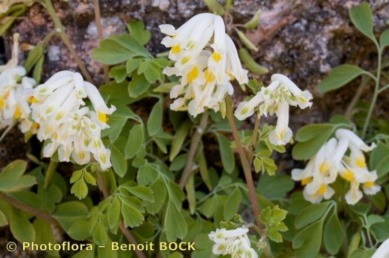 Corydalis blanca 21