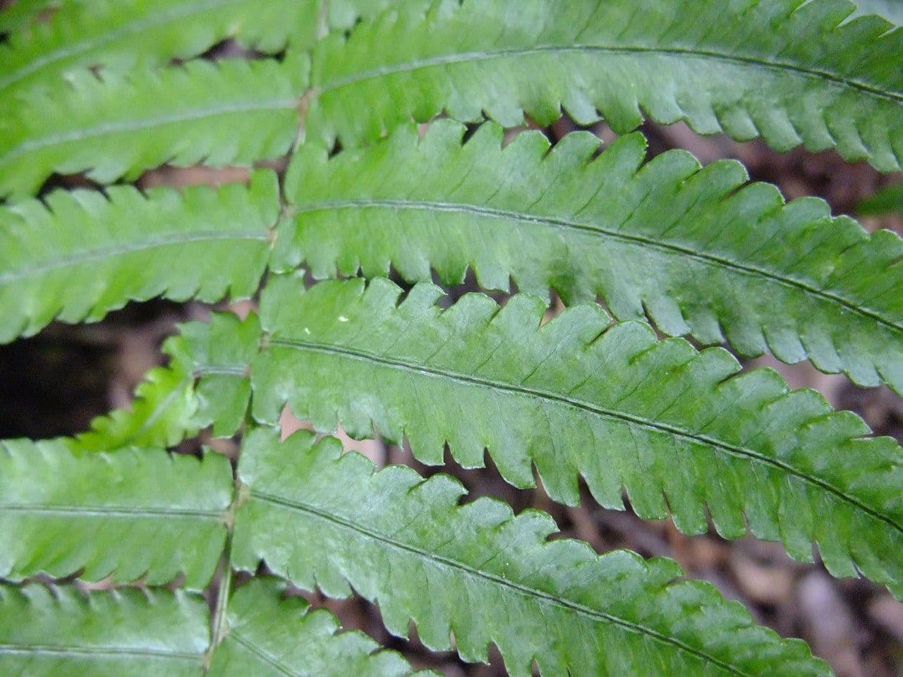 Dryopteris 13