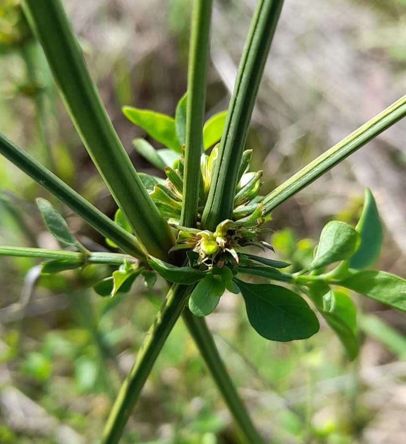 Dicliptera 11