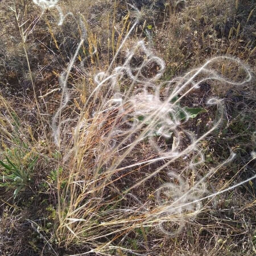 Estipa 7