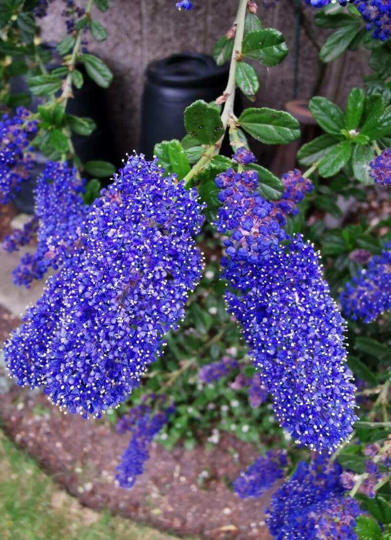 Ceanothus thyrsiflorus 27