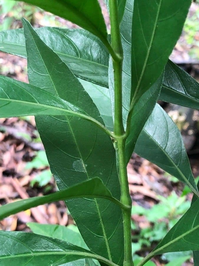 Gendarussa 16