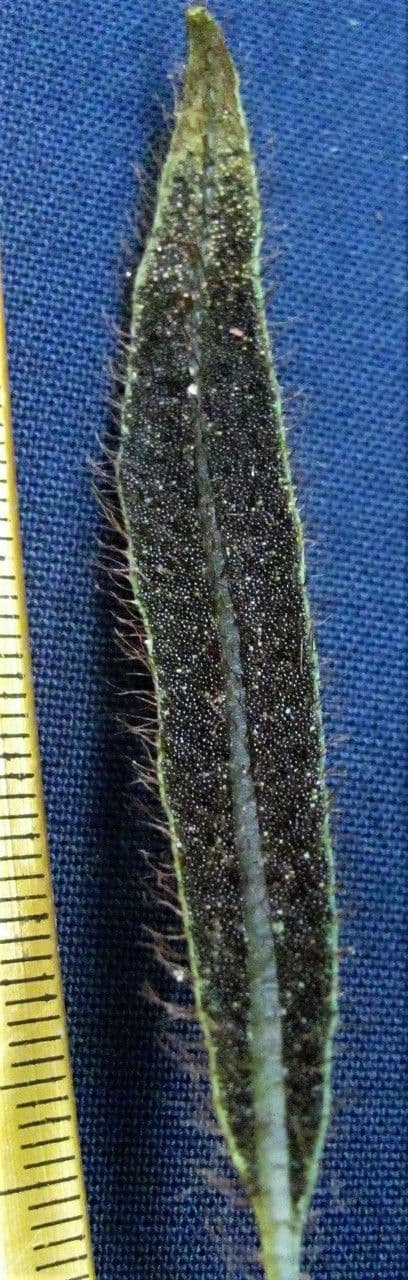 Elaphoglossum 2