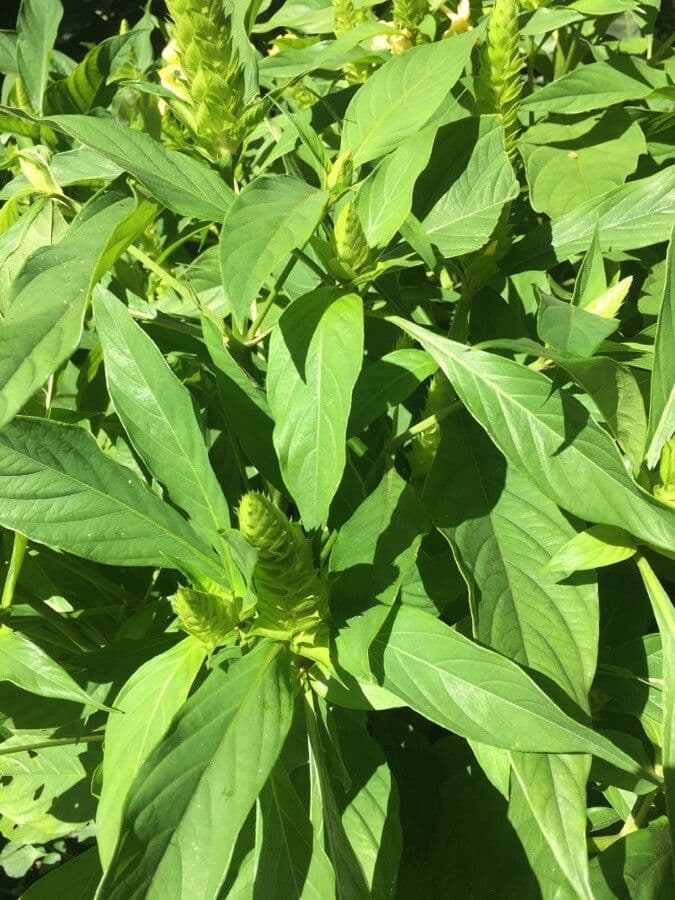 Barleria 13