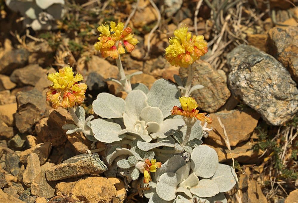 Eriogonum 11