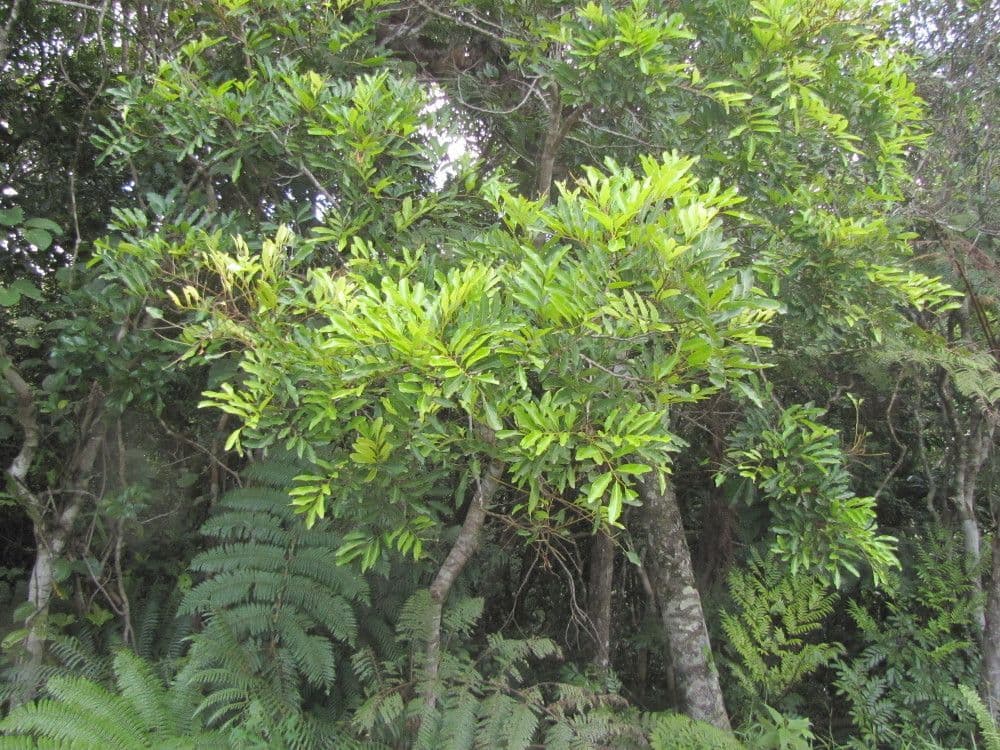 Cupaniopsis