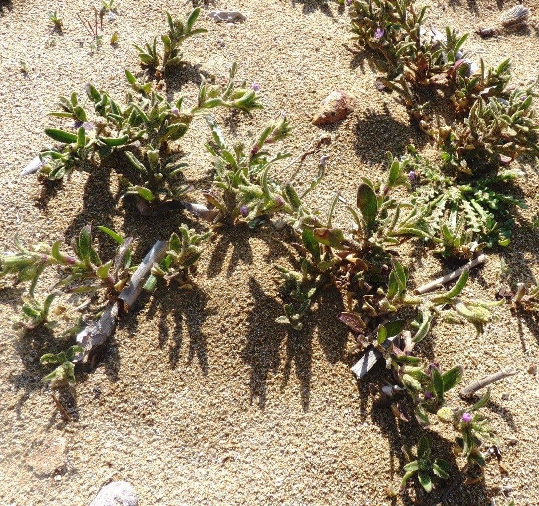 Silene 7
